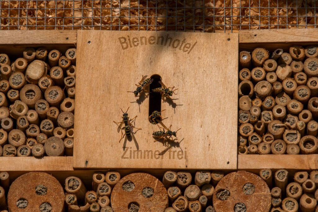 Vorstellung Bienenhotel 18.12.2021